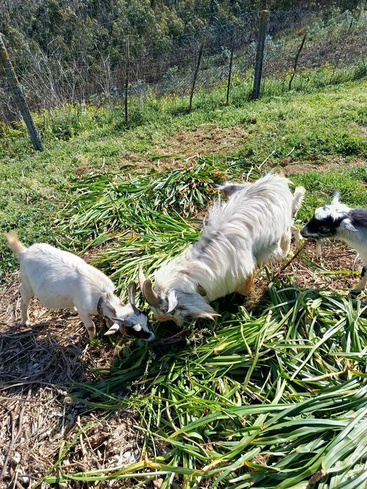 Tenho Cabrito para venda