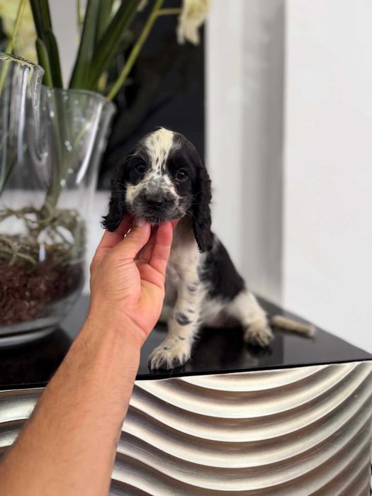 Cocker Spaniel Inglês  FEMEA com LOP e AFIXO