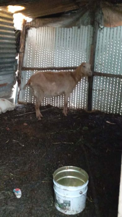 Vendo duas cabras fêmeas paridas e um macho são 6 ao todo