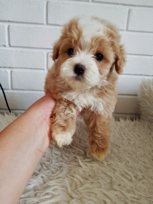 ZAREZERWOWANY !!!Śliczny piesek Maltipoo