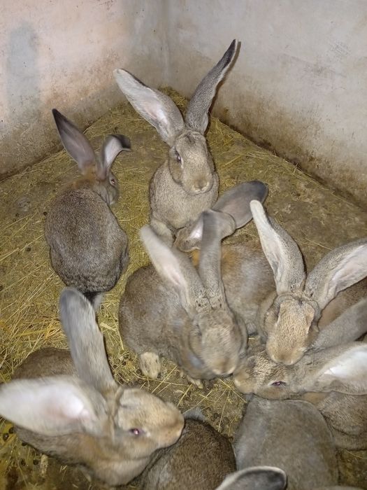 Продам кролі молоді.