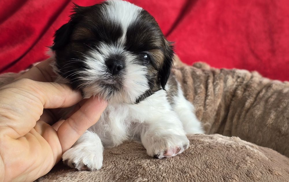 Shih tzu szczeniaczek