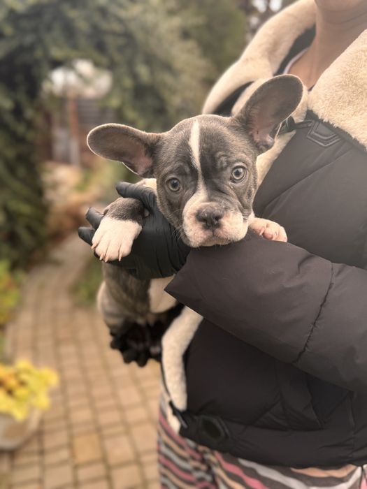 Французькі Бульдоги (Чорна П’ятниця - 3000 грн) Віддам зі знижкою