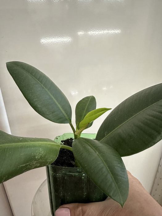 Фікуси Робуста, Бейліз, , ціна від 100 ₴