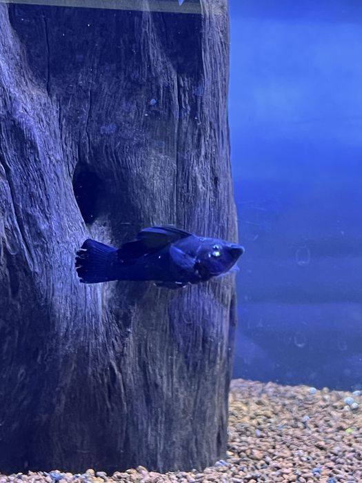 Guppie, Gato-De-Vidro, Limpa Vidros, Molly, Camarão