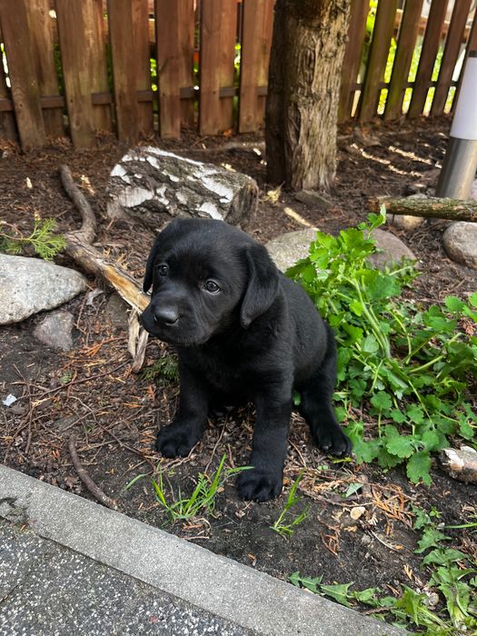 Szczenięta Labrador