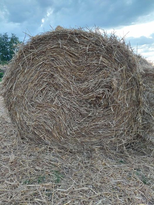 Bele Słomy pszennej 2026