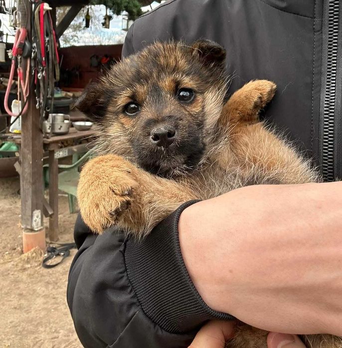 Tajga malutka suczka