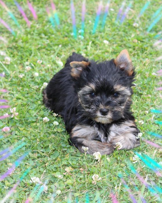 Mini suczka Yorkshire Terrier Carrier
