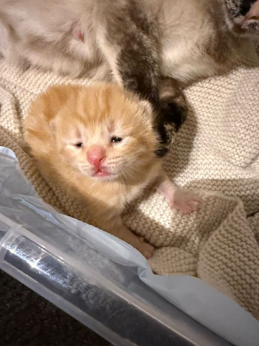 Gatinhos bebés para adoção