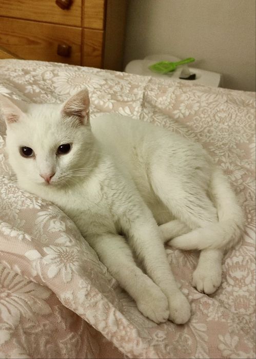 Gato para adoção responsável