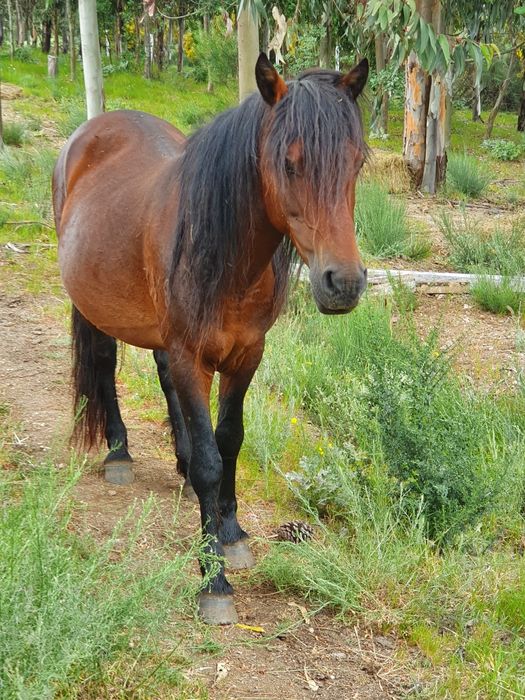 Garrano Macho Adulto