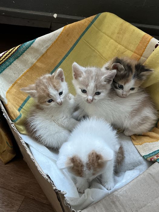 Віддам кошенят у добрі руки. Чернігів