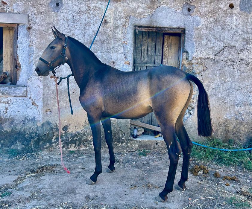 Poldra baia lusitana