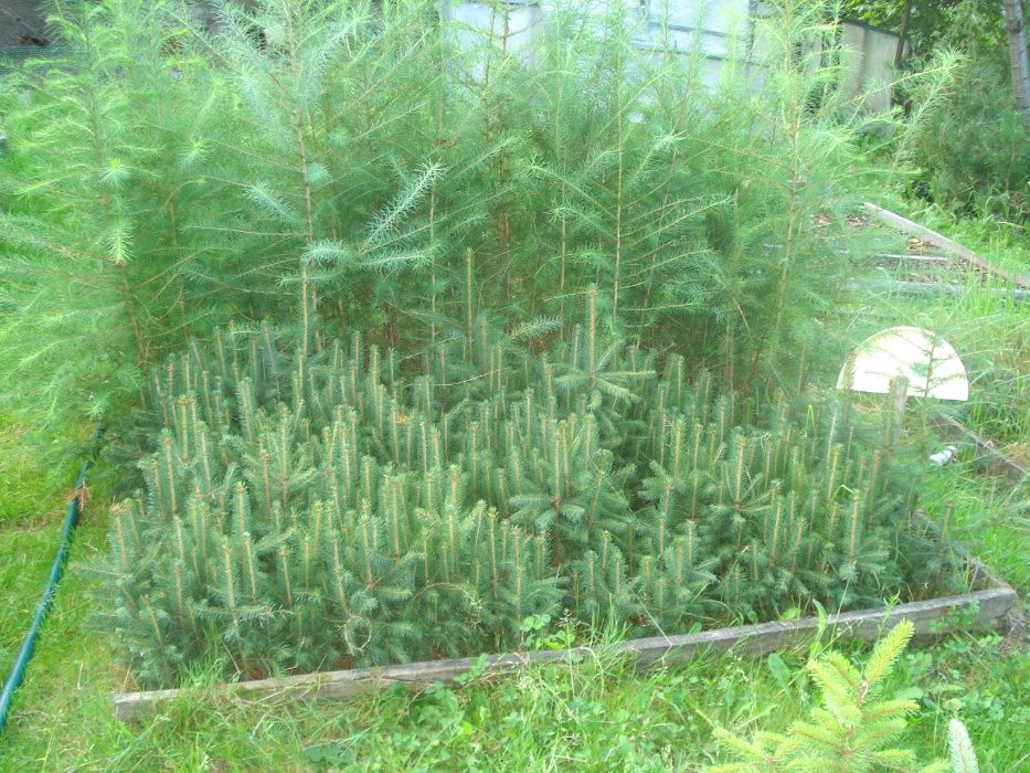 Sadzonki świerk  modrzew od 30 cm