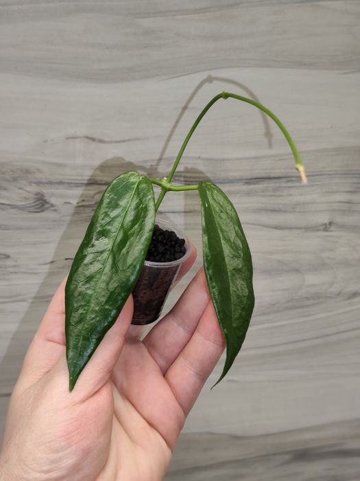 Хойя Hoya Square, Undulata splash та ін.