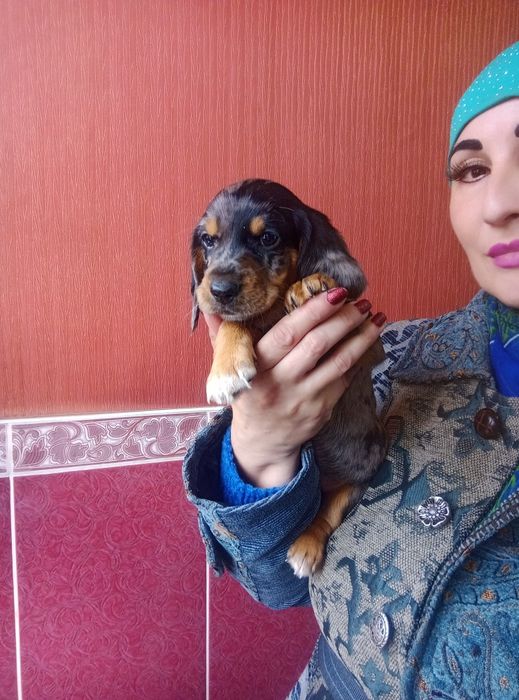 Полудовгошерстний хлопчик мерле