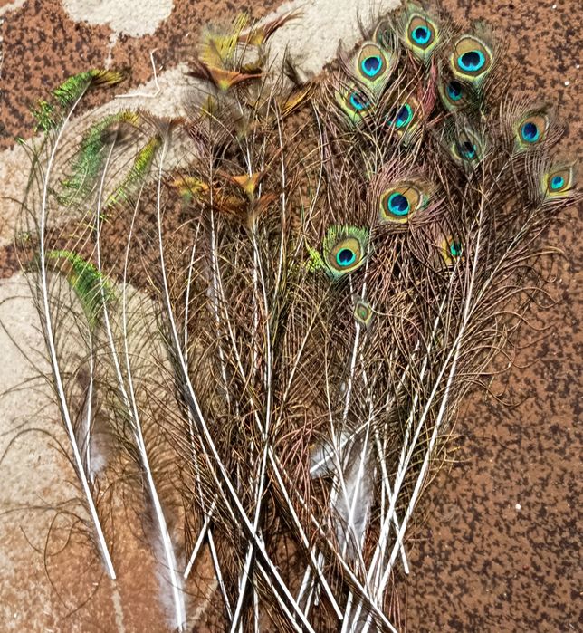 Pawie pióra naturalne