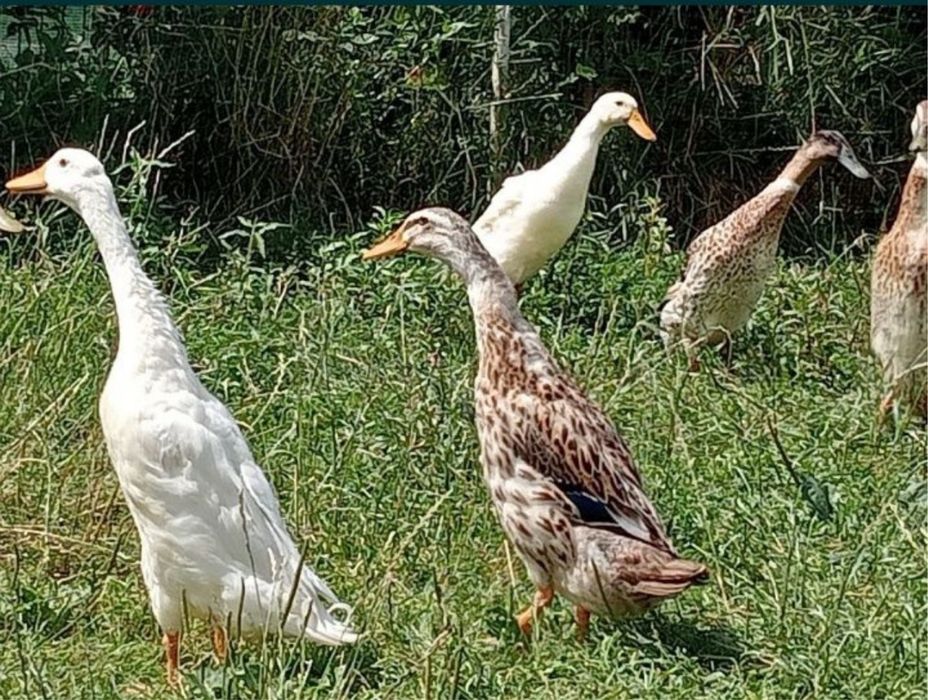 Індійський бігунок