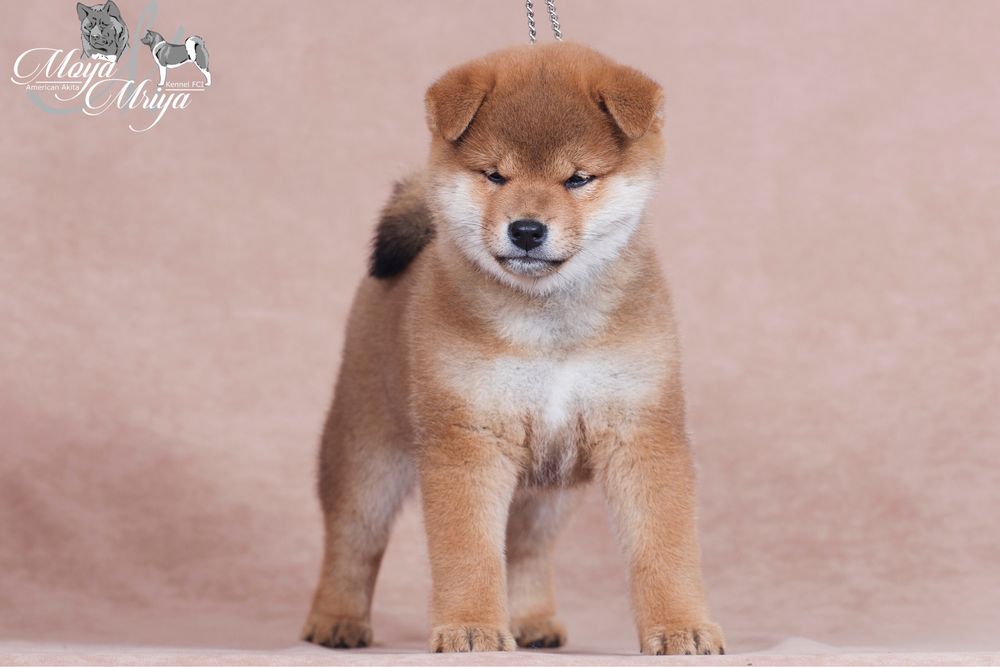 Шиба ину / shiba / шиба іну