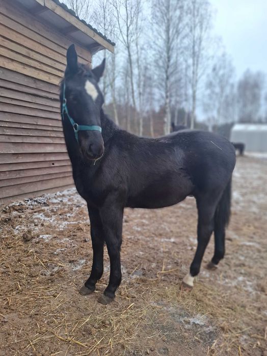Sprzedam ogierka ślaskiego