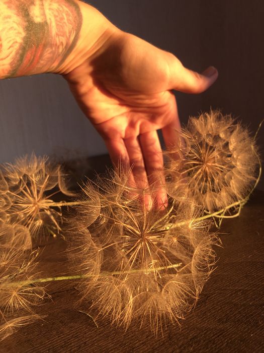 Сухоцветы для эпоксидной смолы, одуванчики, сухие цветы