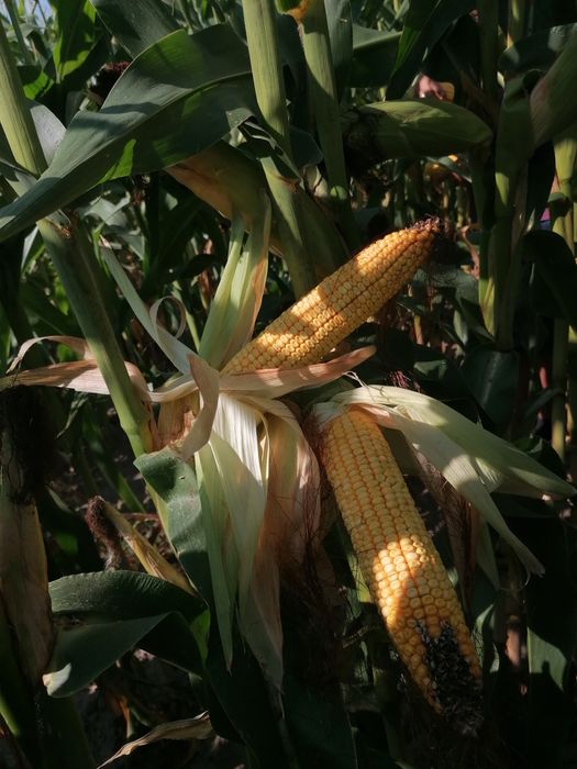 Kukurydza bele z transportem