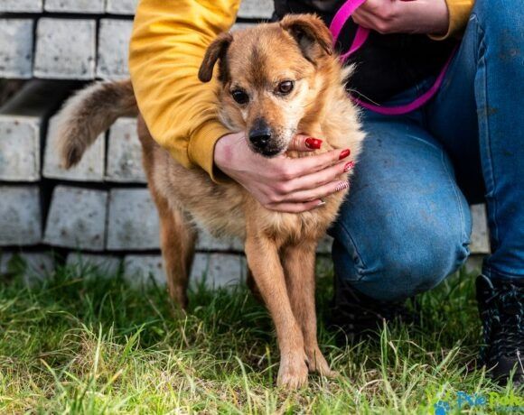 Miły, kochany piesek BALONIK rozgląda sie za domkiem!