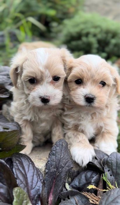 Мальтипу дівчатка F1