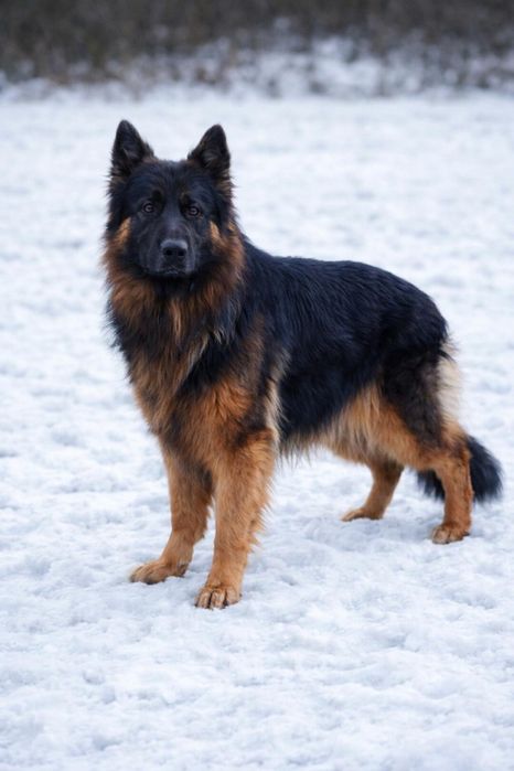 Owczarek Niemiecki Długowłosy -szczeniak.