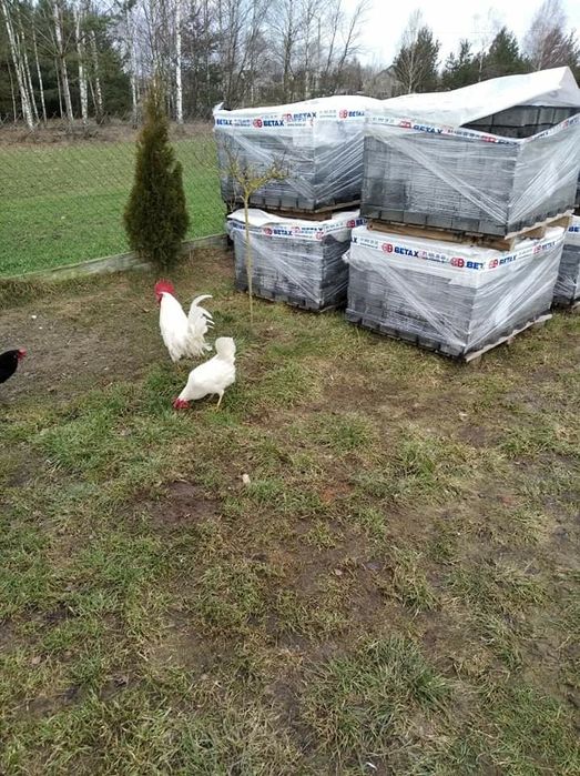 Jaja lęgowe LegHorn