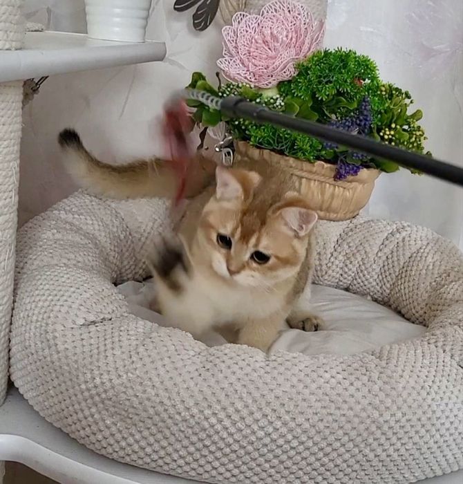 Розкішний малюк шотландський хлопчик