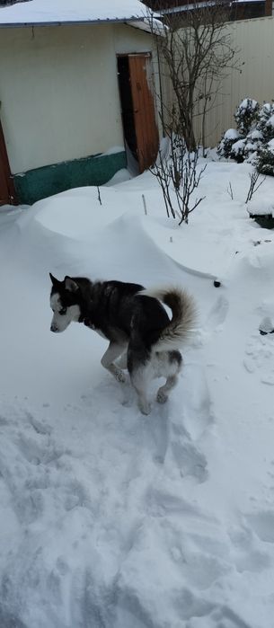 Кобель хаски для вязки