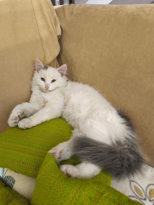 Киця в добрі руки