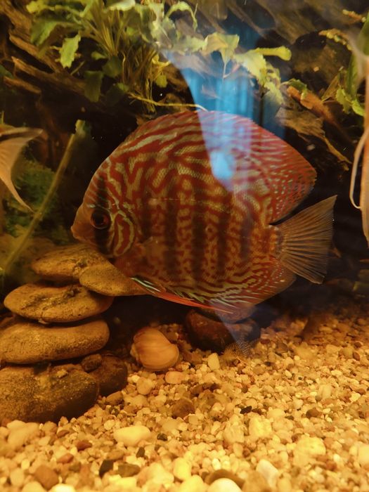 Sprzedam piękną dobraną parę paletek