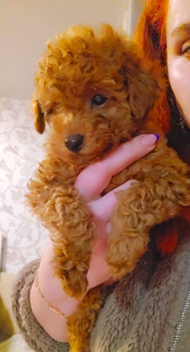 Мальчик мальтипу ф2