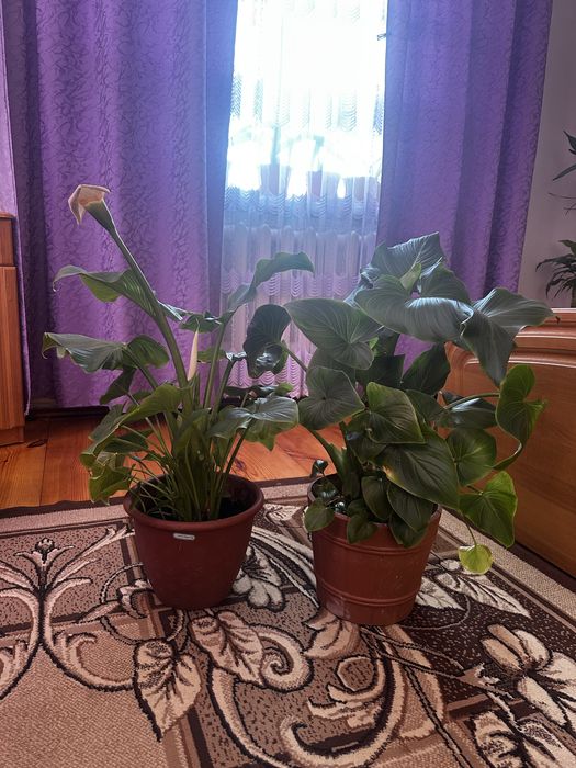 Вазон кімнатний кала