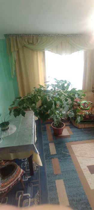 Продам кімнатну рослину китайська роза