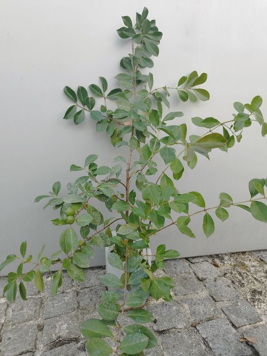 Araçá vermelha árvore