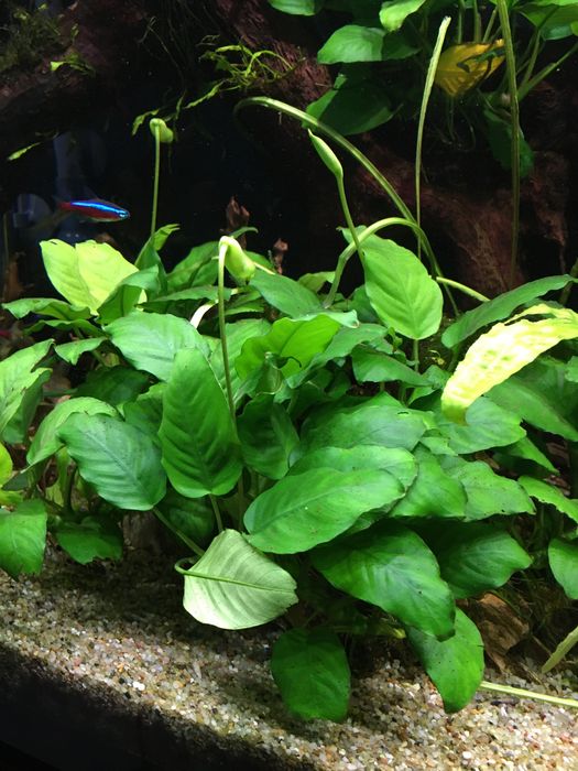 Anubiasy rośliny akwariowe