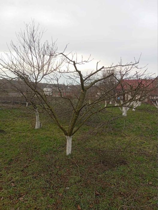 Надаю  послуги обрізки фруктових дерев