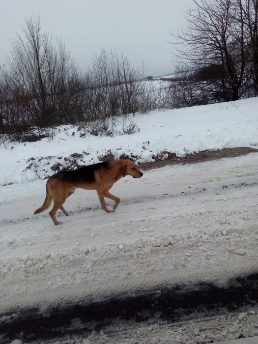Продам Російська гонча