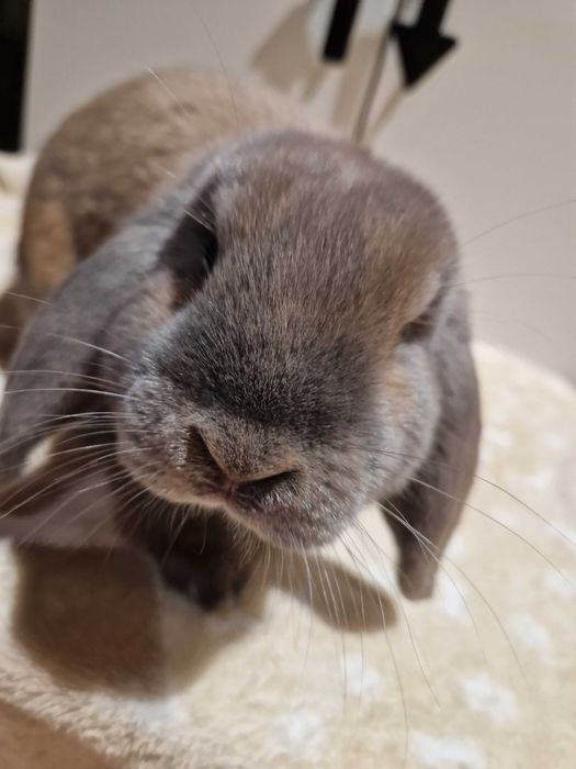 Króliczek Mini Lop