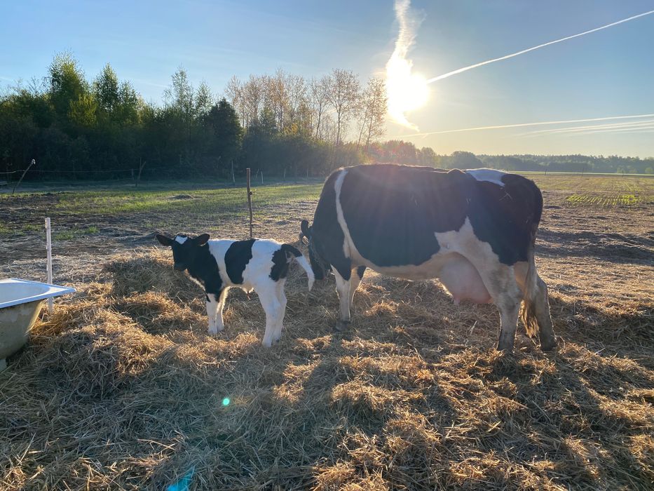 Mleko od rodzimych krów -GrassFeedowe