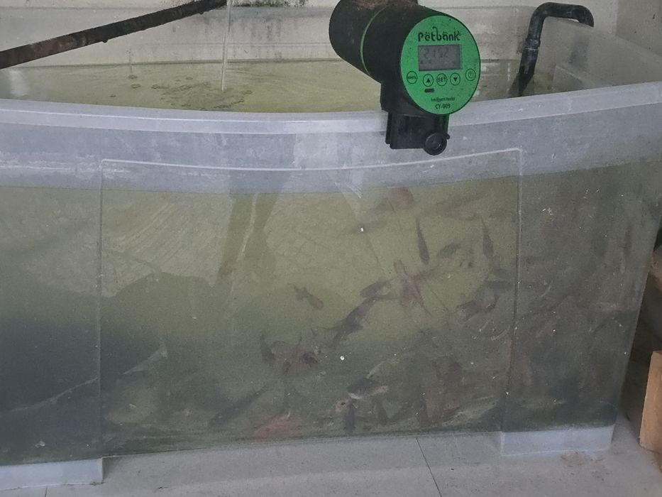 Peixes de agua fria