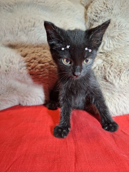 Gatinhas com 2 meses para adoção