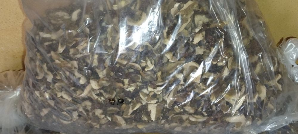 Suszone    Grzyby     2025