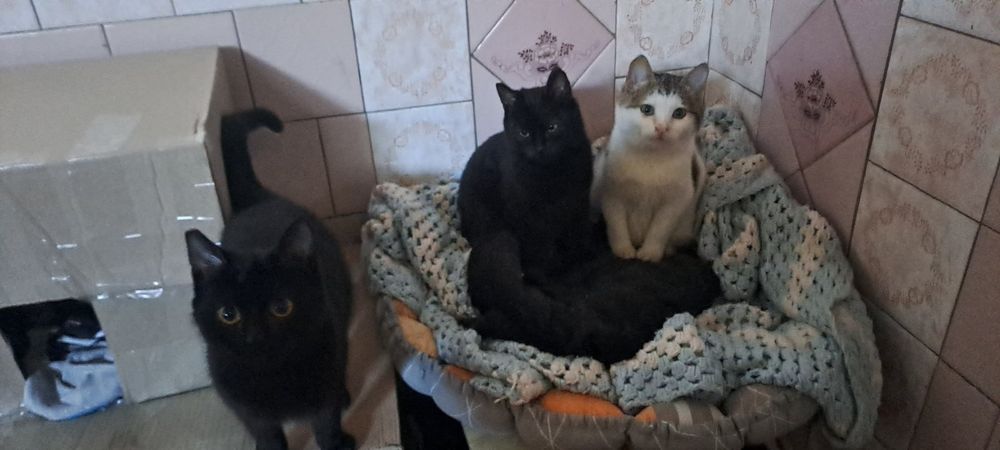 Кішка Булька 6 міс