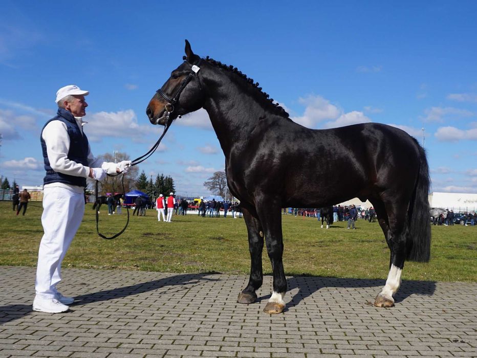 ogier śląski z licencją Dantes ŁL