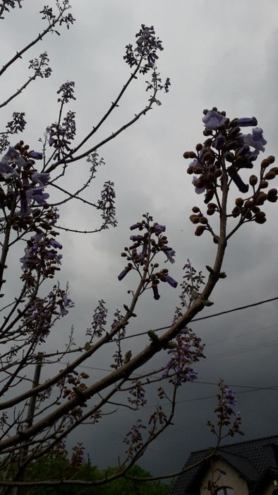 Paulownia-Cesarskie drzewko szczęścia - nasiona